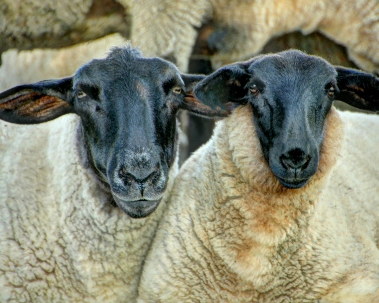 Two sheep on Amherst Island